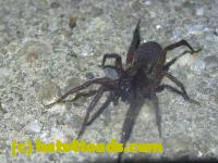 /home//u458753944/public_html/sourcegallery//Roxborough Toad Detour/2013-2019/2013/2013-06-03/P1120621.JPG